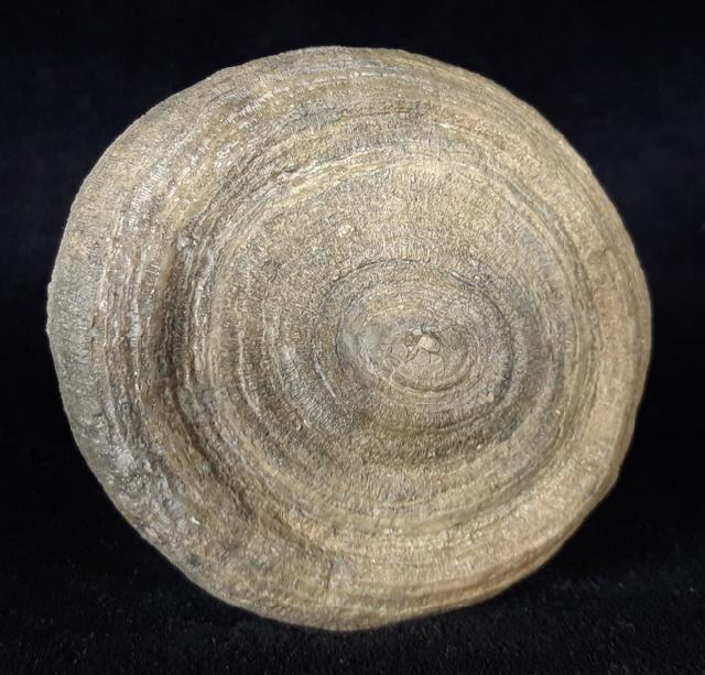 Cyclolites sp. (LAMARCK 1801) - Bild © FossNet FossilienStore